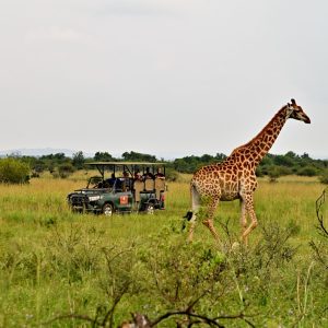 Game Drive (25)
